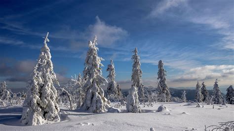 Snow Covered Trees In Snow Field During Daytime 4k Hd Nature Wallpapers F4b
