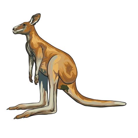 Red Kangaroo Vector White Background 7837400 Vector Art At Vecteezy