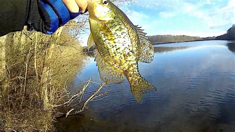 Spring Crappie Fishing Using The Crappie Magnet March Crappie Fishing