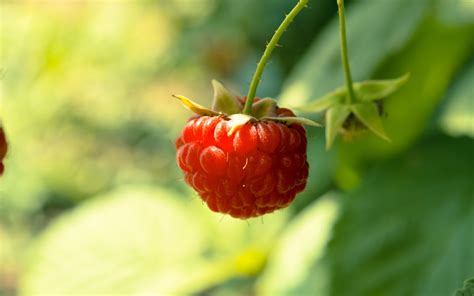 Red Fruits Summer Raspberries Berries 2560 X 1600