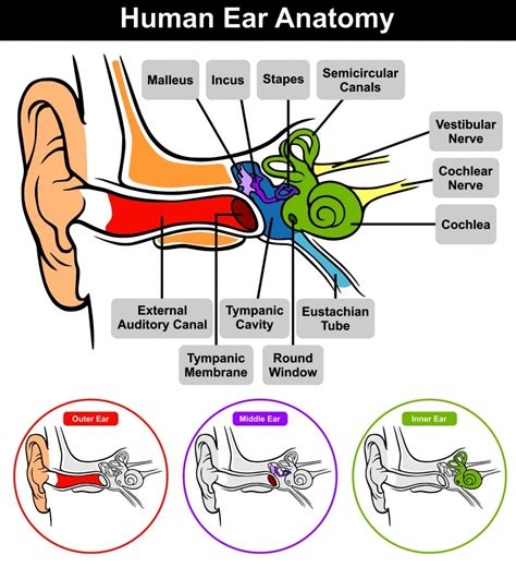 Maintaining Static And Dynamic Equilibrium How Our Ears Maintain Balance