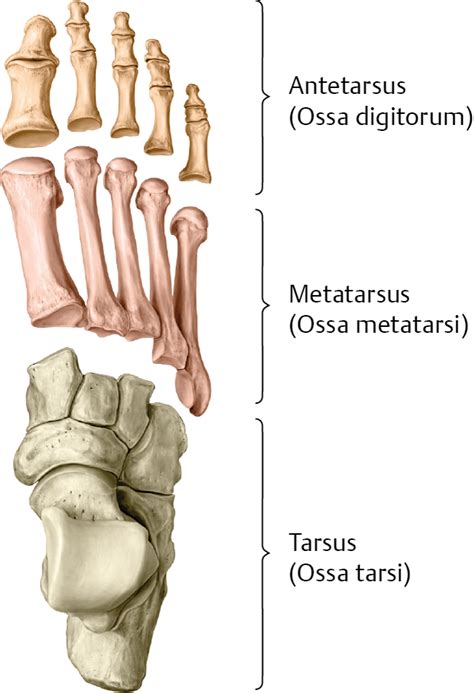 Die konkrete bewertung an unterschiedlichen thieme anatomie ist für viele unglaublich hart. Fußknochen (Ossa pedis) - via medici: leichter lernen ...