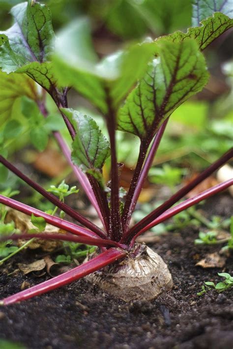 Top 10 Fast Growing Vegetables You Can Harvest In No Time