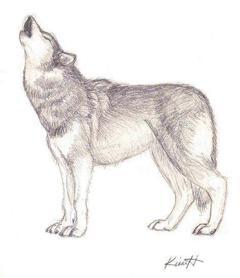 Howling Wolf Sketch Drawing