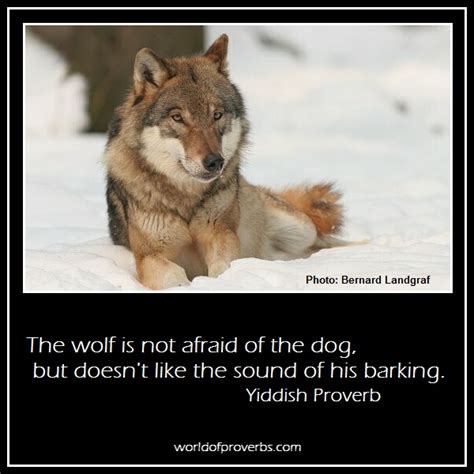 Thus, one can't easily get a pup in the forest and expect it to grow up like a dog. Native American Wolf Quotes. QuotesGram