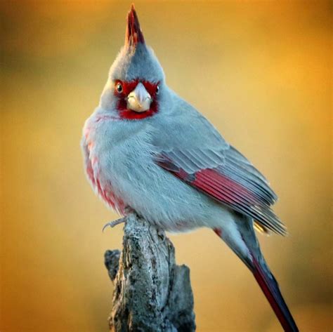 Desert Cardinal Beautiful Birds Pet Birds Bird Pictures