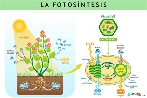 Fotosíntesis Qué Es Fases E Importancia Con Esquema