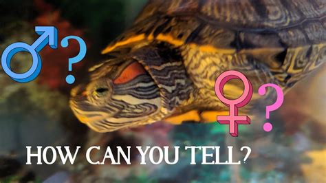 How To Determine The Gender Of Your Turtle Youtube