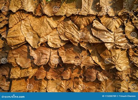 Dried Teak Leaf Texture Background Royalty Free Stock Photography