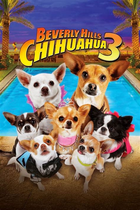 Chihuahua Z Beverly Hills Cda - Cziłała z Beverly Hills 3 - Lektor Cda