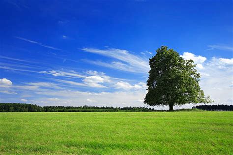 6900 One Tree Forest Stock Photos Pictures And Royalty Free Images