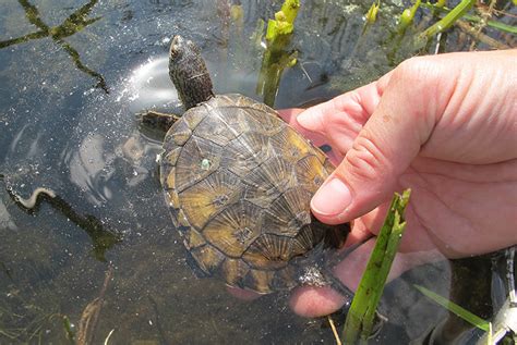 Endangered Pond Turtles Released To The Wild Animal Fact Guide