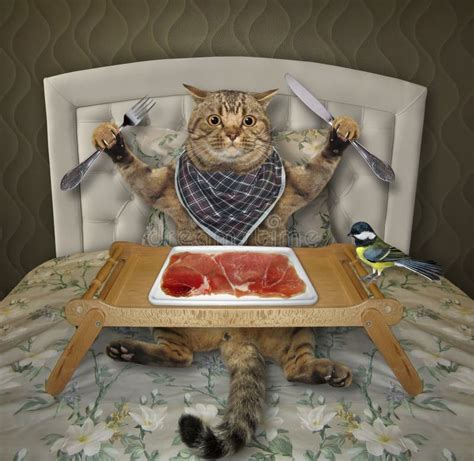 Cat Eats Slice Of Meat On Sofa Stock Photo Image Of Hungry Beer