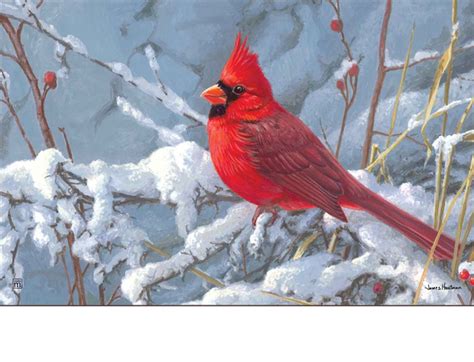 10 Most Popular Cardinal In Snow Pictures Full Hd 1920×1080 For Pc