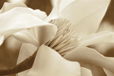 Magnolia Flower In Sepia Three Photograph By Jennie Marie Schell Fine