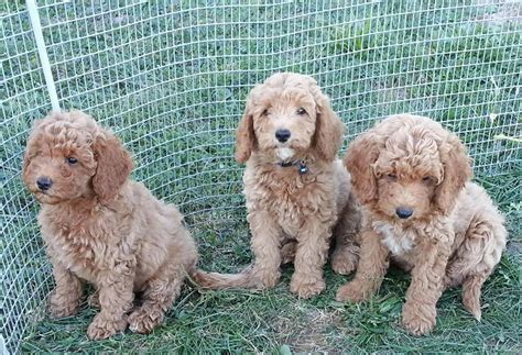 The next litter will be ready soon. Goldendoodle Puppies For Sale | Raleigh, NC #292796