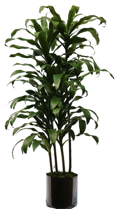 House plant png, House plant png Transparent FREE for download on png image