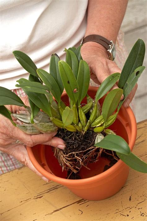Orchid cacti take a long time (around 5 years) to grow flowers if you plant them from the seeds. How to Repot Your Orchid to Keep it Healthy and Happy ...