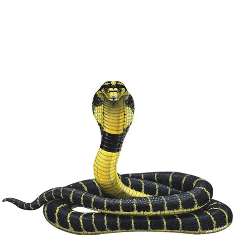 Cobra Snake Png Hd изображение Png All