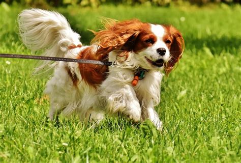 The cavalier king charles spaniel today is a beloved, and increasingly popular, companion dog. Why People Love Cavalier King Charles Spaniel Puppies