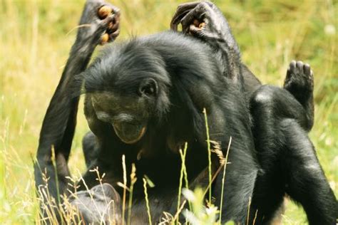 Pygmy Bonobo Chimpanzee Mating Photographic Print