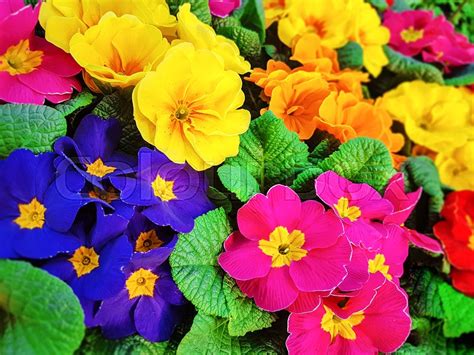 Blooming Multi Colored Pansy Flowers In Stock Image Colourbox