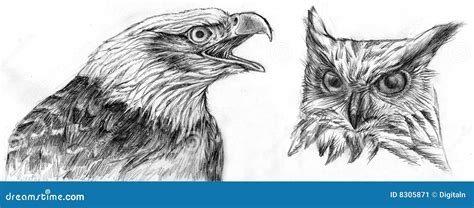 Eagle And Owl Drawing Stock Image Image 8305871