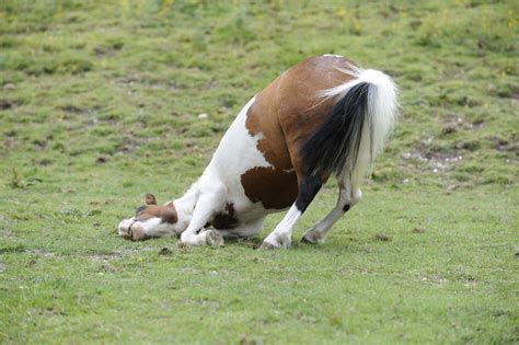 Treating A Horse With Colic And A Swollen Sheath Your Horse