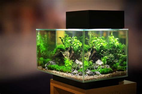 Best 15 Gallon Fish Tanks 2022 Reviews Atomic Aquarium