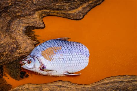 O importante é que todos. No Dia do Pescador, Vale, Samarco e BHP cortam auxílio de ...