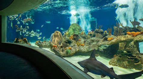 Visit Odysea Aquarium In Phoenix Expedia