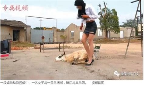 Students butcher a goat for the first time as part of their farm training for overseas aid work. Chinese Woman Killing A Goat - Saudi Girl Conquers Challenge To Slaughter And Skin Sheep Saudi ...