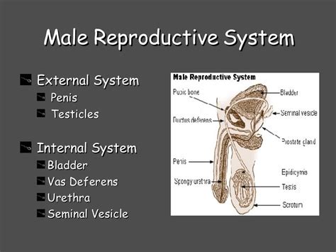 Reproductive System PPT