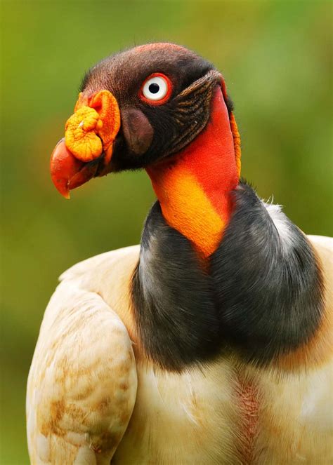 34 King Vulture Facts Worlds Most Colorful Vulture Sarcoramphus Papa
