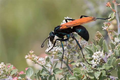 Its smoky wings distinguish it. Orange Wasp Black Wings | Mice