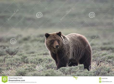 Grizzly Bear In Yellowstone National Park Stock Photo Image Of