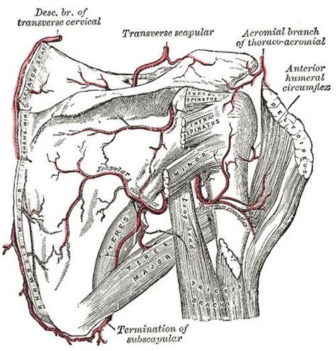 Circumflex Scapular Artery Alchetron The Free Social Encyclopedia