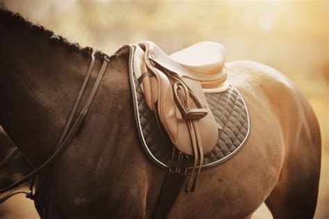 Tips For Choosing The Best Horse Saddle