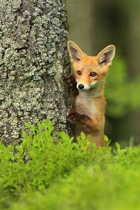 117 Best Images About Animals Vulpines On Pinterest