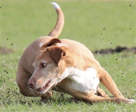 So What Are The “zoomies” Total Dog Tampa Training Services