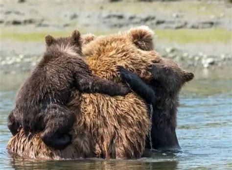 Mother Bear Abandons Cubs Leaving Them To Drown But Luckily The Cubs