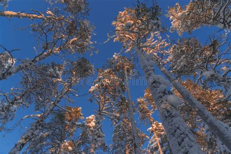 The Winter In Lapland Norrbotten North Of Sweden Frozen Trees With