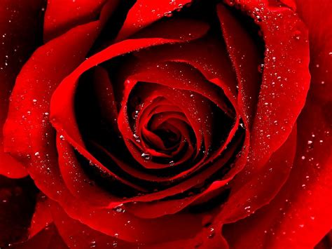 Compartilhar Imagem Fundo Flores Vermelha Br Thptnganamst Edu Vn