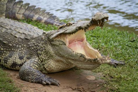 Understanding The Eating Habits Of Crocodiles Animal Sake