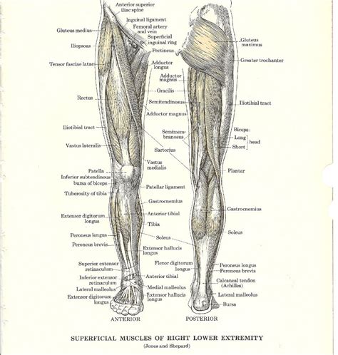 Sale Vintage Medical Anatomy Muscles Of The Leg To Frame Or