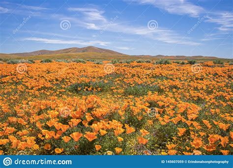 Fields Of Bright Orange Poppies In California Desert Stock Image