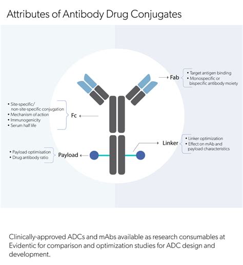 Antibody Drug Conjugates Adc For Therapy Evidentic Gmbh
