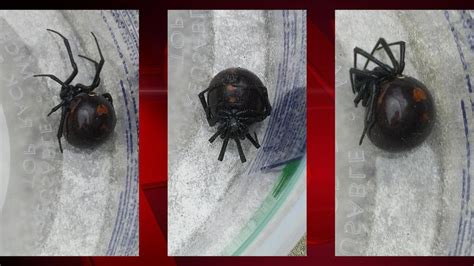 First Black Widow Spider Documented In Brown Co Wluk