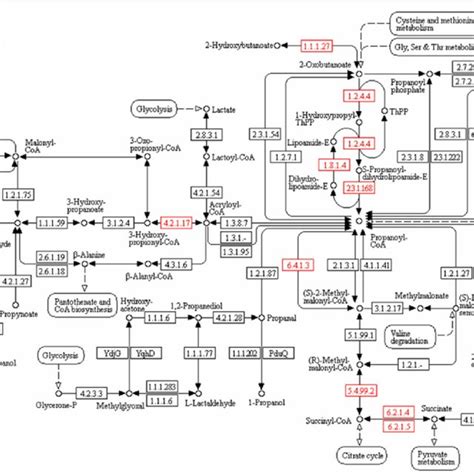 Kegg Pathway Map For Propionate Metabolism Ec Codes Identified In C