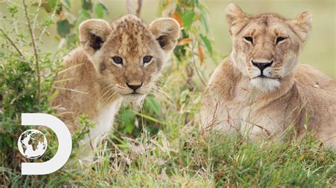 A Missing Lion Cub Worries Jonathan Scott Big Cat Tales Youtube